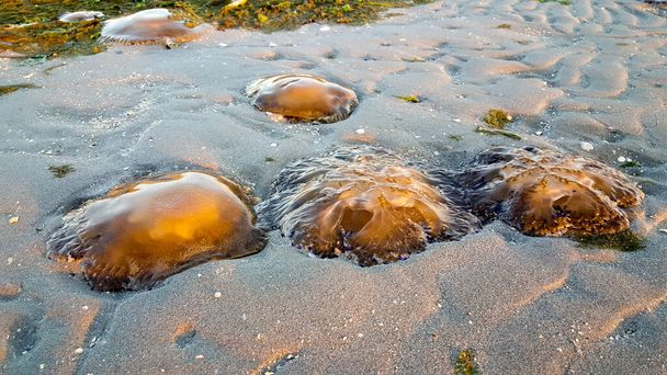 Cotylorhiza tuberculata ou Cassiopea Mediterranea na praia do mar Adriático, na Itália. Foto de alta qualidade - Foto, Imagem
