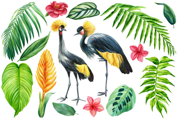 Tropical birds, palm leaf and flowers on isolated white background, watercolor illustration. Jungle design - Photo, Image