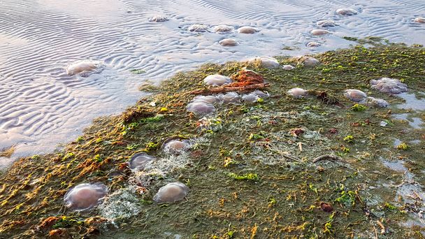 Cotylorhiza tuberculata oder Cassiopea mediterranea am Strand der Adria in Italien. Hochwertiges Foto - Foto, Bild