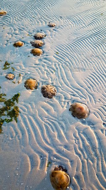 Cotylorhiza tuberculata lub Cassiopea Mediterranea na plaży Morza Adriatyckiego we Włoszech. Wysokiej jakości zdjęcie - Zdjęcie, obraz