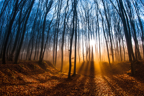 Beautiful morning scene in the forest with sun rays and long shadows - Photo, Image