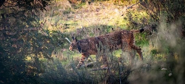 Iberische lynx loopt door de struiken, gok ik. - Foto, afbeelding