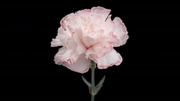 4K Time Lapse of carnation flower white to red - Footage, Video