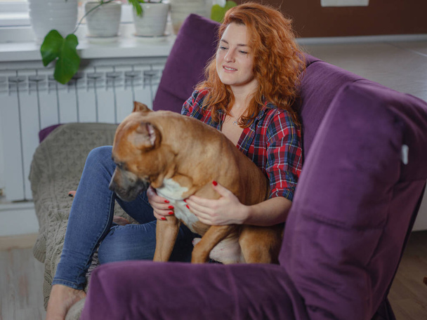 Mujer feliz acariciando su staffordshire terrier mericana en el sofá en casa en la sala de estar - Foto, Imagen