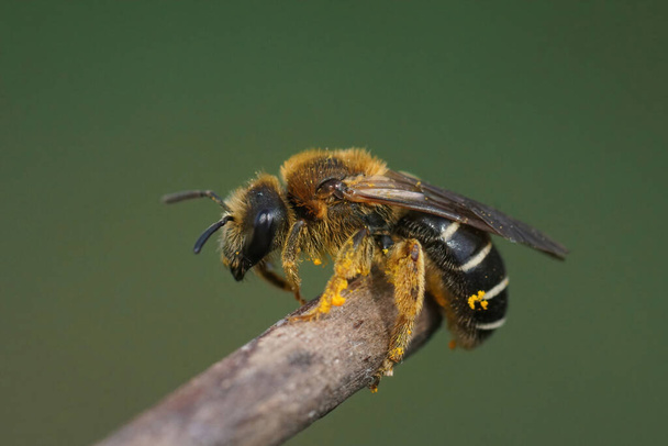 Zbliżenie na świeżo wyłonionej samicy Pszczoła bruzdowata o pomarańczowych nogach, Halictus rubicundus na gałązce na zielonym tle - Zdjęcie, obraz