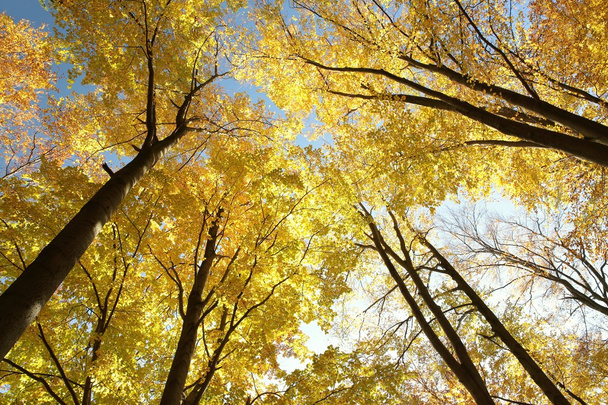 Sonbahar kayın ağaçlarının - Fotoğraf, Görsel