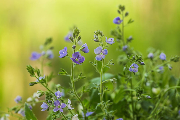 Blauwe bloemen van Duitse speedwell, Veronica Chamaedrys. Wilde kruiden. Selectieve focus - Foto, afbeelding