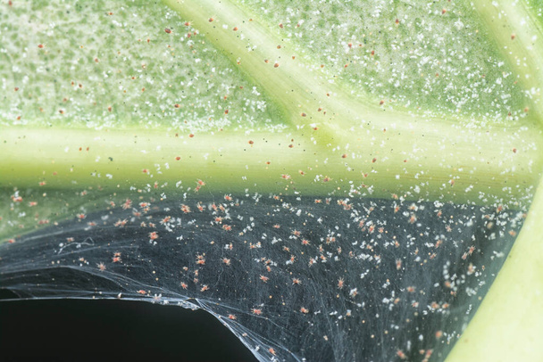 close-up met het ziekelijk groene blad met ziekteinfectie. - Foto, afbeelding
