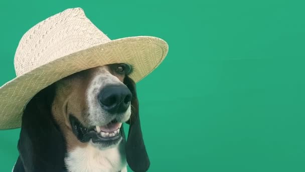 Perro divertido momento con un sombrero en la cabeza en pantalla verde.  - Metraje, vídeo