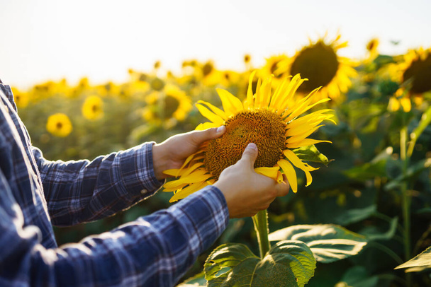 Farmer's hand touches blooming sunflower. Farmer examining crop. Harvesting, organic farming concept. - Photo, Image