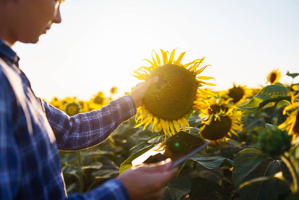 Farmer's hand touches blooming sunflower. Farmer examining crop. Harvesting, organic farming concept. - 写真・画像
