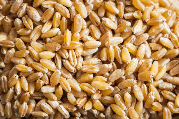 wheat grain texture background closeup - Zdjęcie, obraz