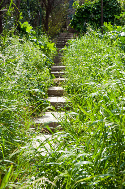 Passos de pedra gramado coberto escadas no jardim de verão paisagem natural. - Foto, Imagem