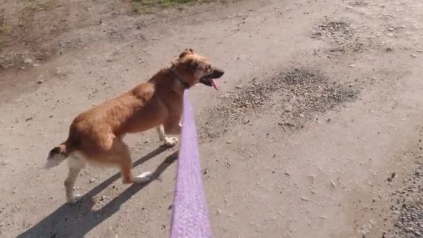 Dog Walking On A Lash Slow Motion - Video