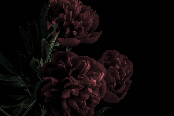πολυτελές σκούρο κόκκινο παιώνιες σε μαύρο φόντο. Μούντι λουλούδια. Αντιγραφή χώρου και χρώμα άνθιση - Φωτογραφία, εικόνα