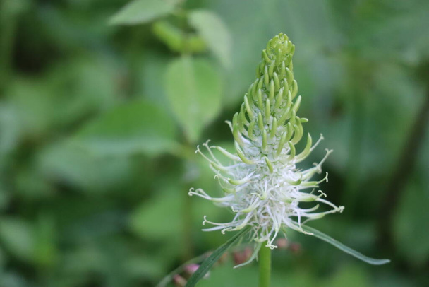 spiked Rampion in a Valley - Photo, Image