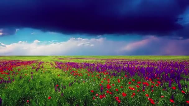 pole kwiatów i zachmurzone niebo - Materiał filmowy, wideo