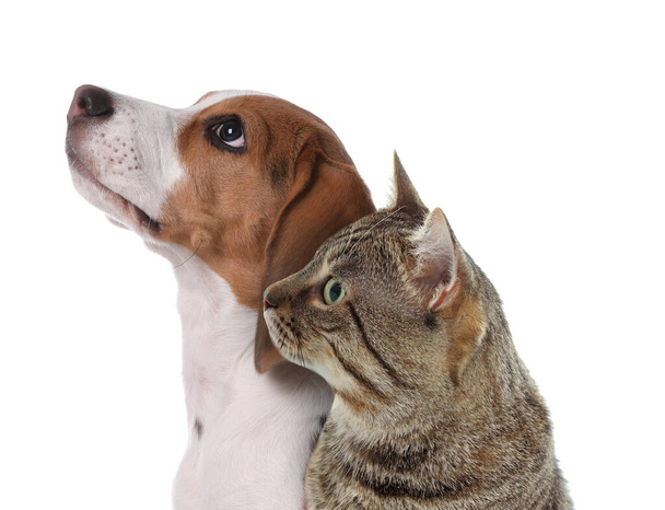 Adorable cat and dog on white background. Cute friends - Fotografie, Obrázek