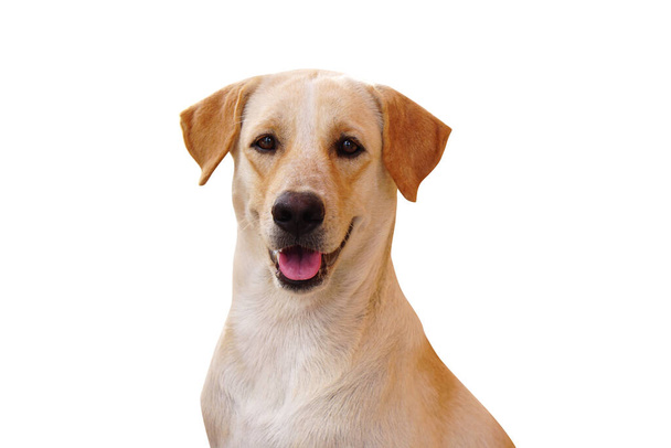 коричневий собака на білому тлі
 - Фото, зображення