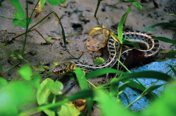 Επιλεκτική εστίαση στο φίδι νερό κινείται προς τα εμπρός στην τρύπα του. Μη δηλητηριώδη ζωύφιο ριγέ keelback σέρνεται στο έδαφος - Φωτογραφία, εικόνα