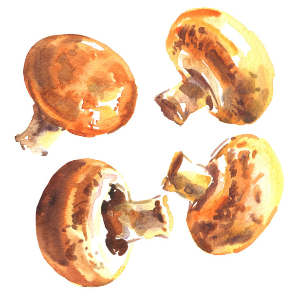 Champiñón fresco. Conjunto de champiñones hongos reales, primer plano, aislado, acuarela dibujada a mano ilustración en blanco - Foto, Imagen