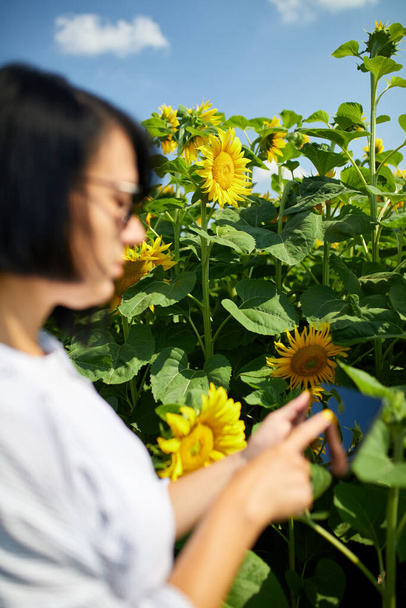 Woman farmer, agronomist checking quality harvest, hold tablet on field Organic sunflowers, growing seeds for production of vegetable oil. Smart farming digital agriculture, modern technology - Photo, Image