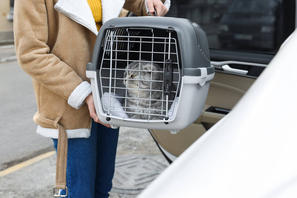 Woman holding carrier with cute Scottish fold cat near car outdoors, closeup - Фото, изображение