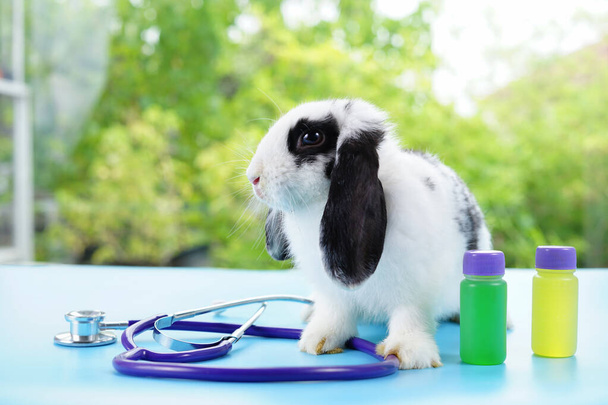 молодий пухнастий кролик зі стетоскопом і пляшками рідкої медицини.концепт хворий кролик, охорона здоров'я кролика
                                - Фото, зображення