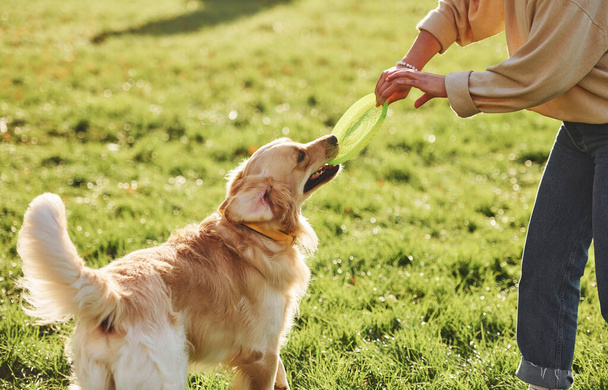 Frisbee game. Young woman have a walk with Golden Retriever in the park. - Photo, image