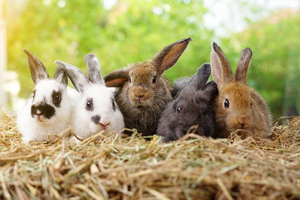 5匹の小さな愛らしいウサギ、乾いたわらに座っている赤ちゃんふわふわのウサギ、緑の自然背景。ウサギペット動物農場のコンセプト                                                               - 写真・画像