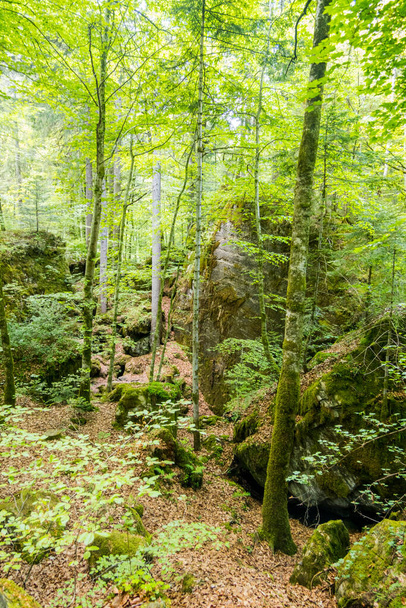 Upea Blausee keskuudessa metsän ja vuorten - Valokuva, kuva