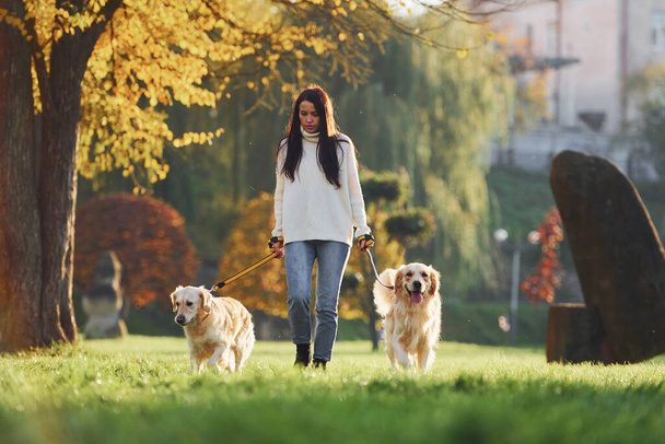 Brunette walks with two Golden Retriever dogs in the park at daytime. - Фото, изображение