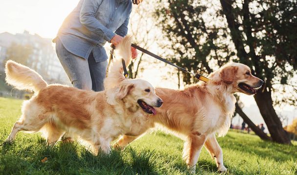 Amazing sunshine. Woman have a walk with two Golden Retriever dogs in the park. - Foto, imagen