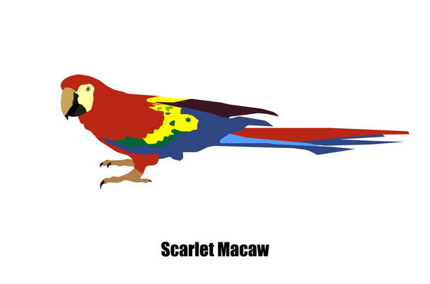 Scarlet macaw παπαγάλος (Ara macao) φορέας σε απομονωμένο λευκό φόντο.  - Διάνυσμα, εικόνα