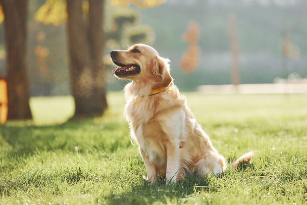 Beautiful Golden Retriever dog have a walk outdoors in the park. - Foto, Imagen