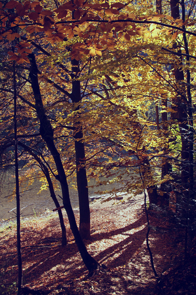 秋の風景のビンテージ写真 - 写真・画像