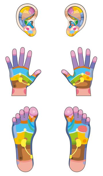 Reflexology Zones Ears Hands Feet - Vector, Image