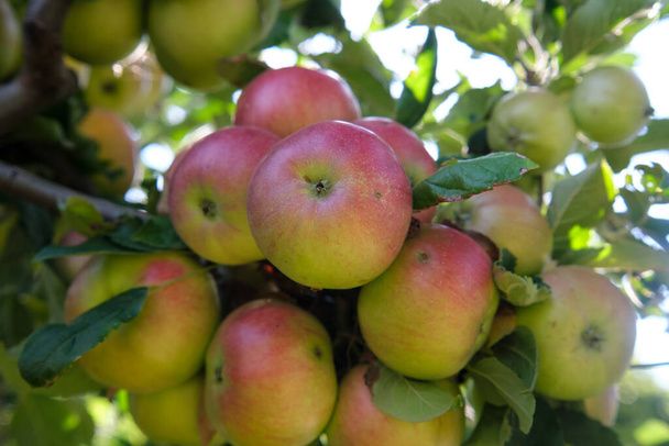 Pommes rouges fraîches dans le verger biologique après la pluie. Il pleut et goutte sur les pommes suspendues sur la branche. - Photo, image