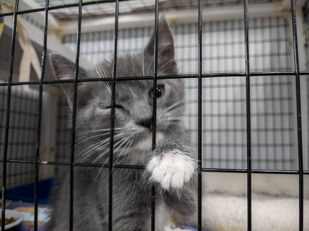 Entzückendes graues Kätzchen starrt vor seinem Zwinger in ein Tierheim - Foto, Bild