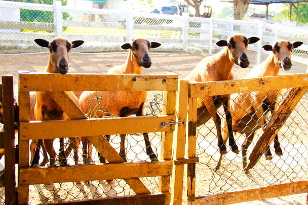 Barbado Blackbelly Sheep фокусирует внимание
 - Фото, изображение