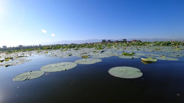 Pink lotuses bloomed in the pond. View of the mountains, blue sky, clouds, trees and houses. The pond is covered with lotuses. Huge green water lilies, drops on the leaves. Almaty, Kazakhstan. - Photo, Image