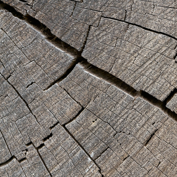 Legno di una vecchia quercia intemperie con crepe e anelli annuali - Foto, immagini