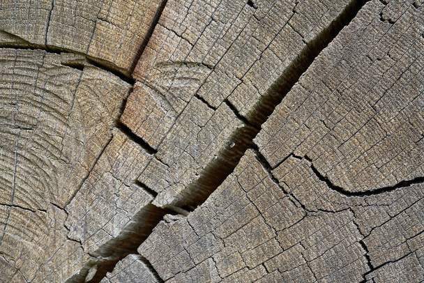 Wood of an old weathered oak with cracks and annual rings - Fotó, kép
