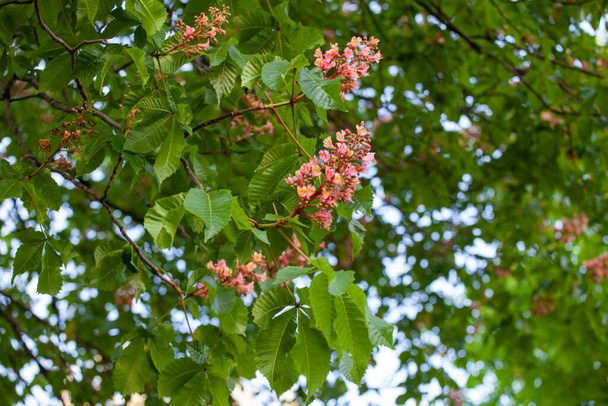 Aesculus carnea, o castaño de Indias, es un árbol de tamaño mediano, un híbrido artificial entre A. pavia (buckeye rojo) y A. hippocastanum (castaño de Indias).).  - Foto, Imagen