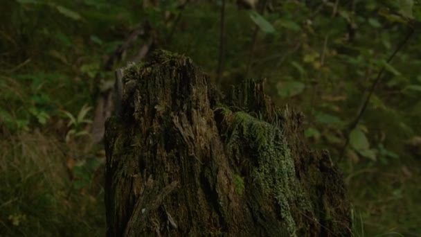LEZÁRÁS: Részletes felvétel a mohás tölgyfa bomlásáról a sötét erdő szívében - Felvétel, videó