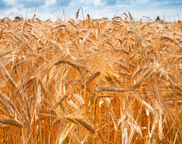 現場の小麦の耳 - 写真・画像