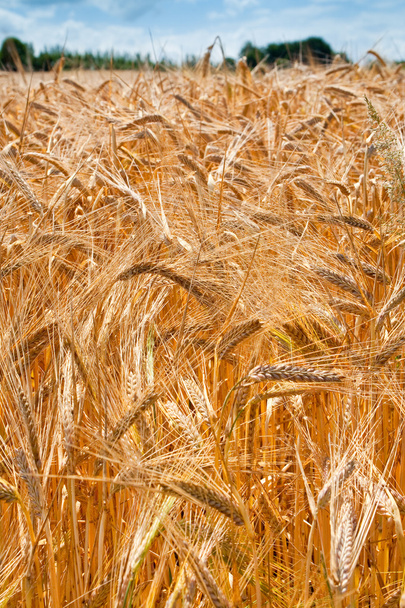 Uszy pszenicy na polu - Zdjęcie, obraz