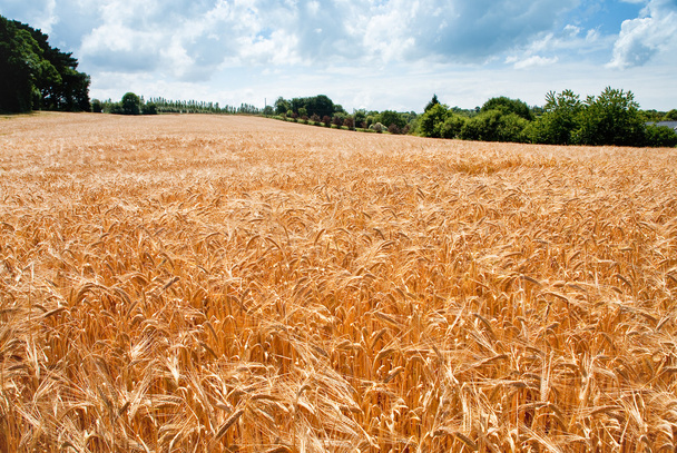 campo di grano - Foto, immagini