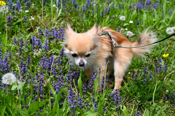 A chihuahua dog leashed while walking in a green meadow with purple flowers - Photo, Image