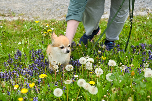 Chihuahua dog leashed while walking in a green meadow with purple flowers, woman's hand scratching the fur - Photo, Image